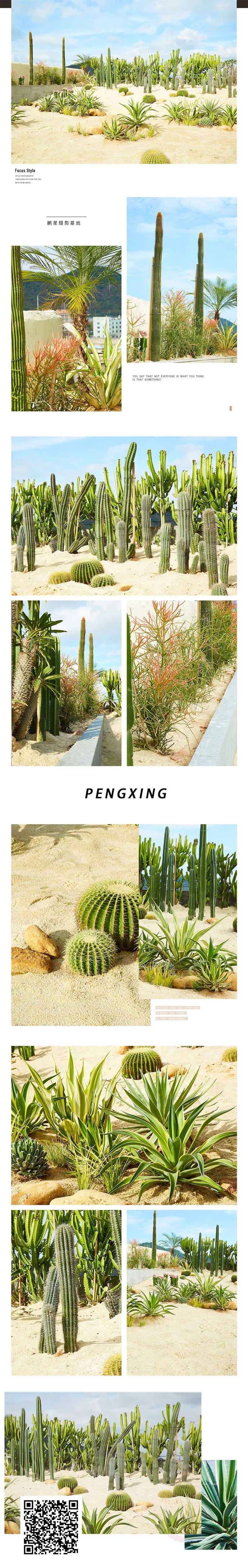 沙漠仙人掌.jpg